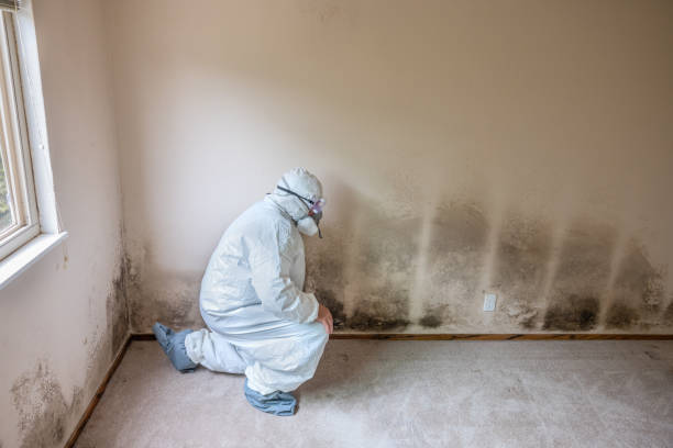 Best Attic Mold Removal  in Wmette, IL